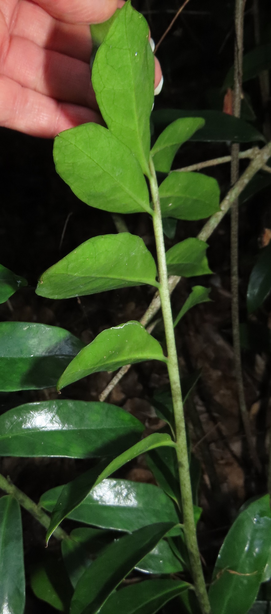 Imagem de Zamioculcas