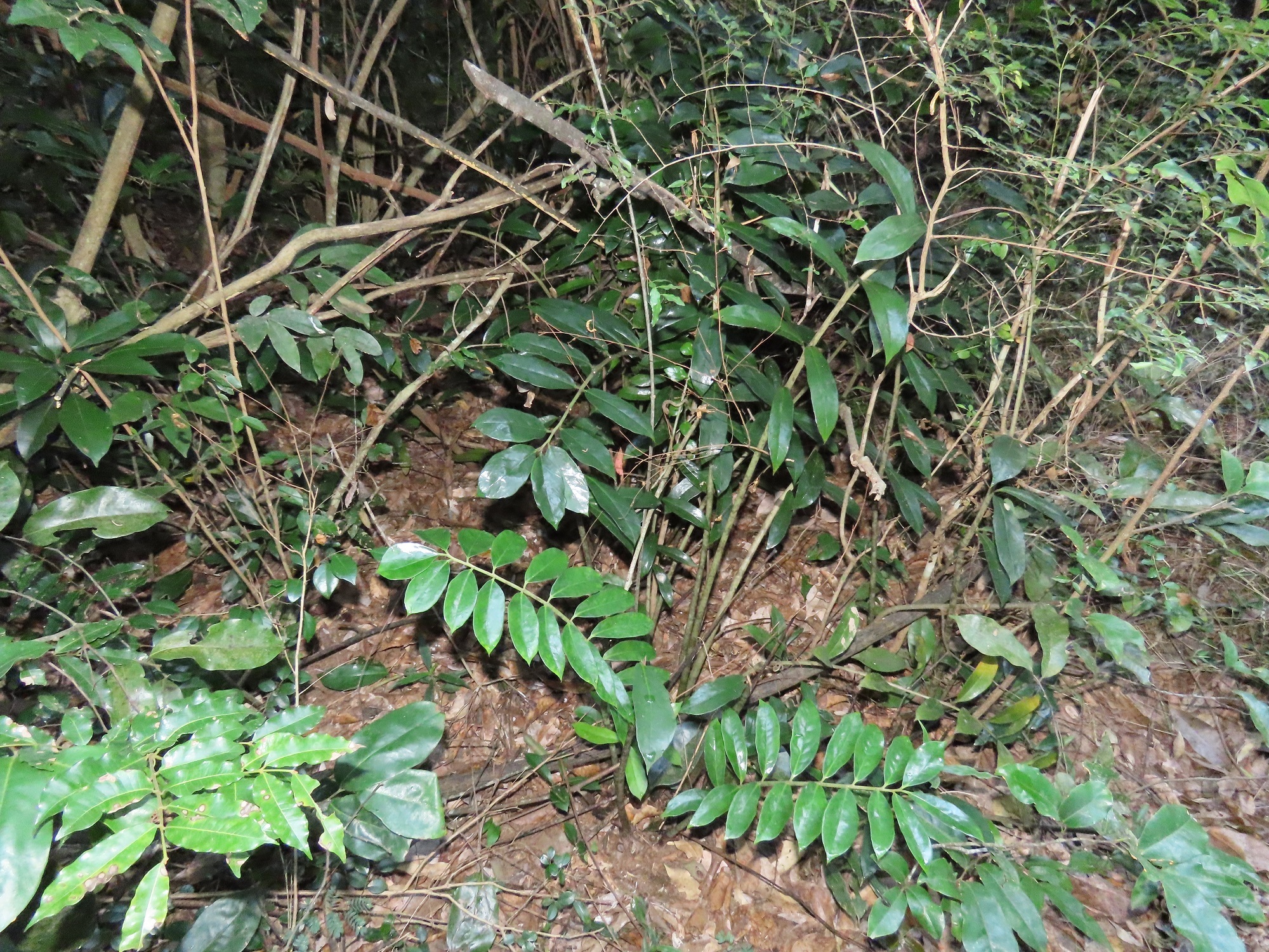Imagem de Zamioculcas