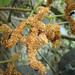 Myrianthus - Photo (c) TanzaniaPlantCollaboration, some rights reserved (CC BY-NC-SA)