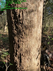 Quercus sinuata sinuata