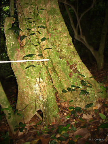 Soup Tree