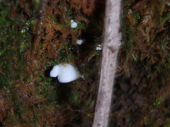 Rimbachia bryophila image