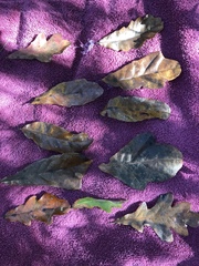 Quercus sinuata sinuata