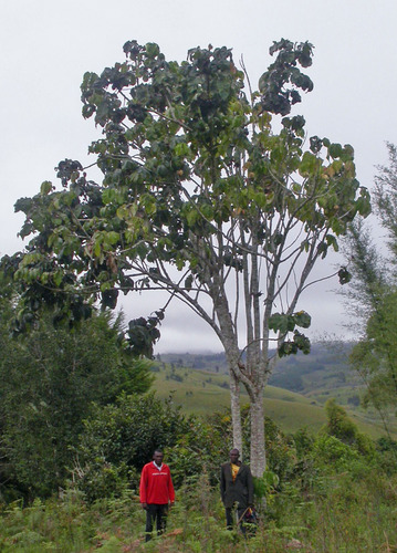 Soup Tree