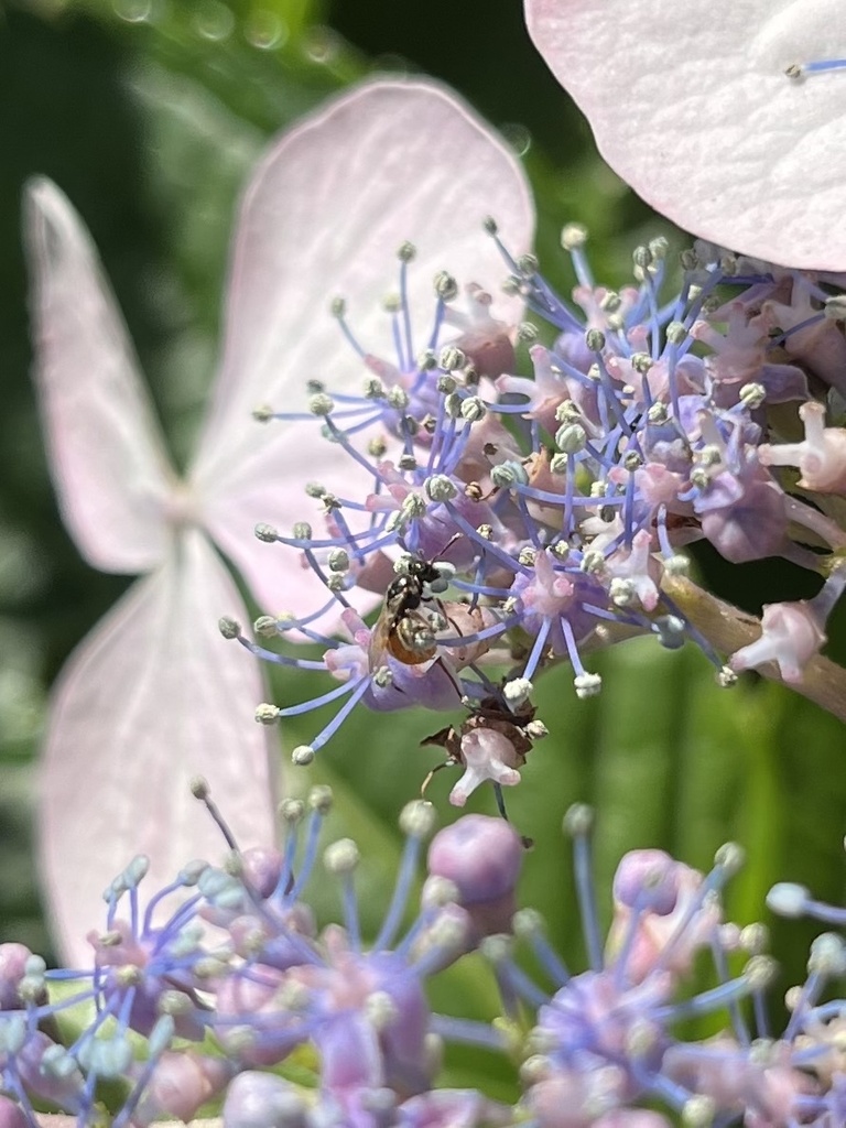Lasioglossum sphecodicolor