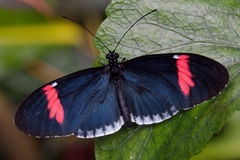 Heliconius erato cyrbia