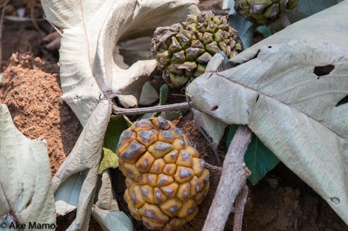 Soup Tree