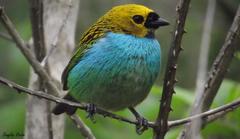 Tangara cyanoventris