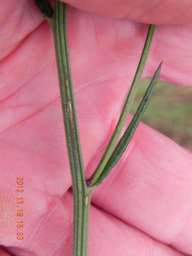 Image of Hilliardiella capensis by no rights reserved
