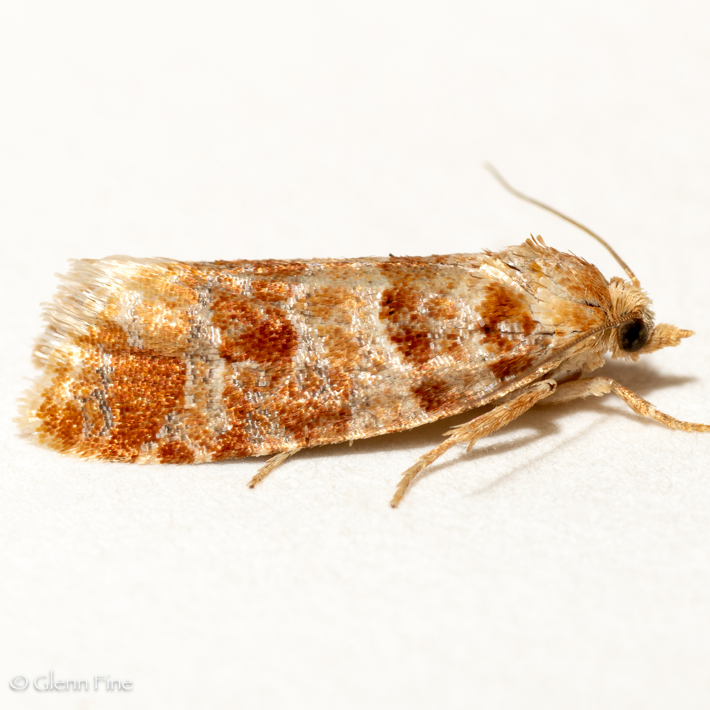 Pine Coneborer and Shoot-Borer Moths