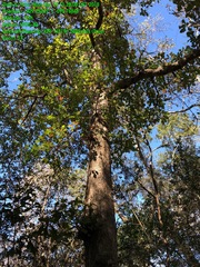 Quercus sinuata sinuata