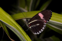 Heliconius erato cyrbia