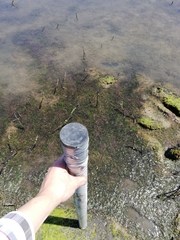 Zostera nigricaulis