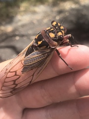 Macrotristria angularis