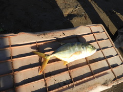 Caranx caninus
