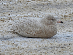 Larus hyperboreus