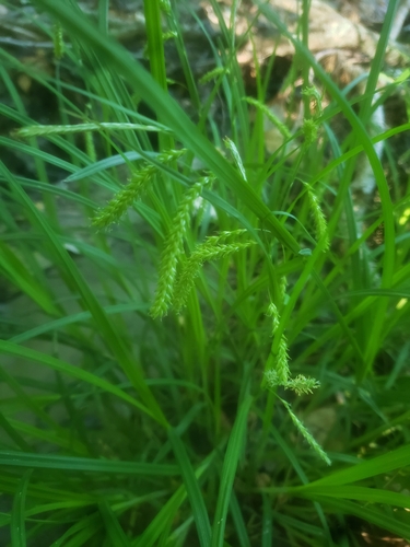 drooping sedge (Carex prasina)