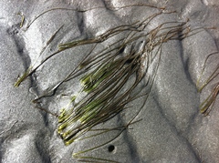Zostera japonica