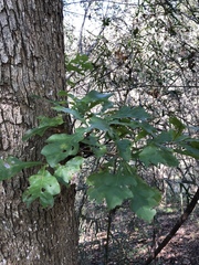 Quercus sinuata sinuata