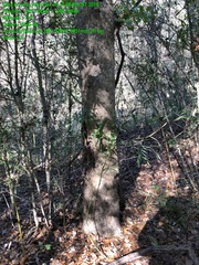 Quercus sinuata sinuata