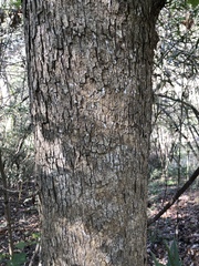 Quercus sinuata sinuata