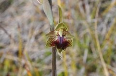 Calochilus herbaceus