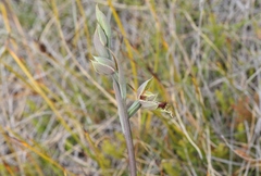 Calochilus herbaceus