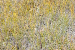 Calochilus herbaceus
