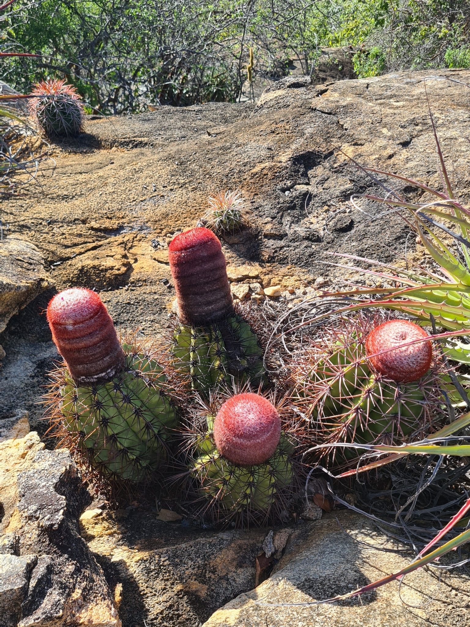 Melocactus deinacanthus