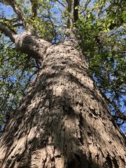 Quercus sinuata sinuata