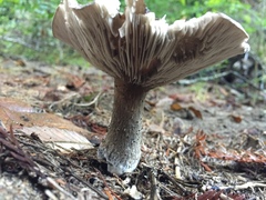 Entoloma medianox