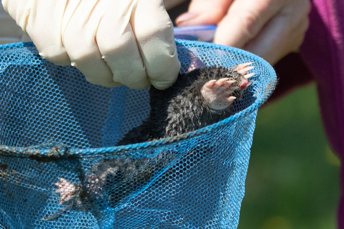 Siberian Mole
