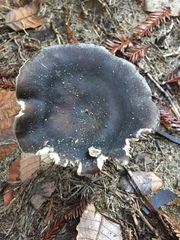 Entoloma medianox