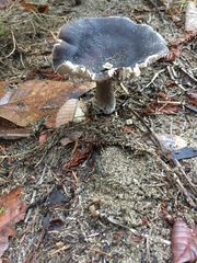Entoloma medianox