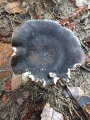 Entoloma medianox