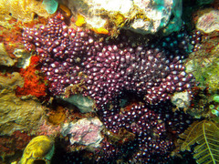 Eusynstyela latericius