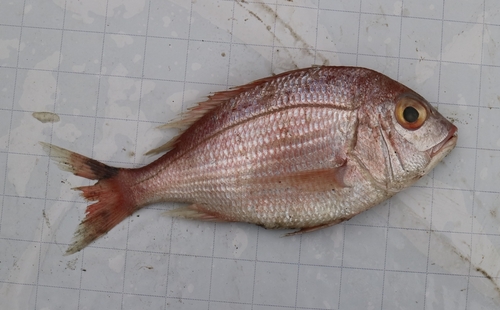 Angola Dentex (Dentex angolensis) · iNaturalist