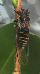 Popplepsalta notialis