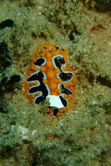 Phyllidia