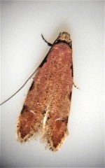 Endophthora omogramma