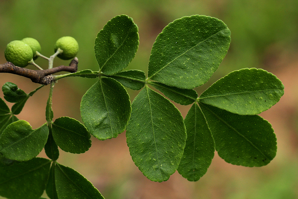 wild citrus