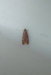 Endophthora omogramma