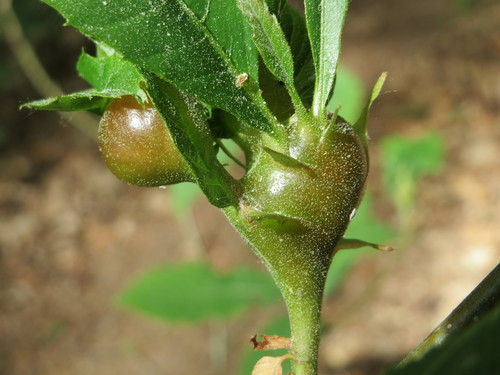 Asian Chestnut Gall Wasp