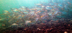 Selaroides leptolepis