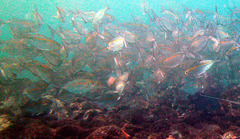 Selaroides leptolepis
