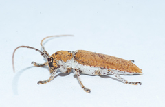 Ataxia spinipennis
