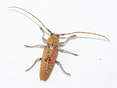 Ataxia spinipennis
