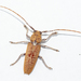 Ataxia spinipennis - Photo (c) Wayne Fidler, some rights reserved (CC BY-NC), uploaded by Wayne Fidler