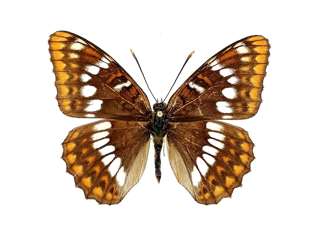 Limenitis lepechini