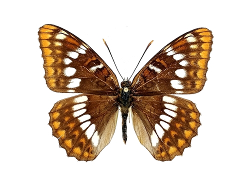 Limenitis lepechini